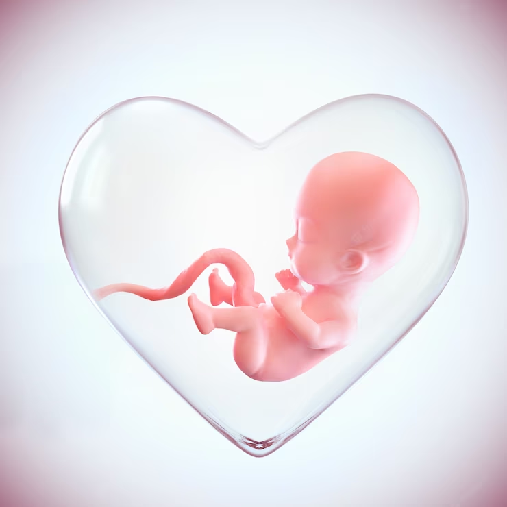 a fetus inside a glass heart